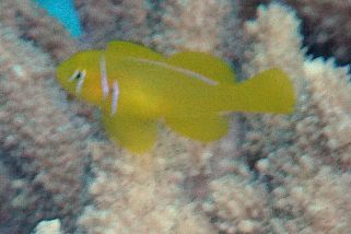 Gobiodon citrinus - Zitronen-Grundel